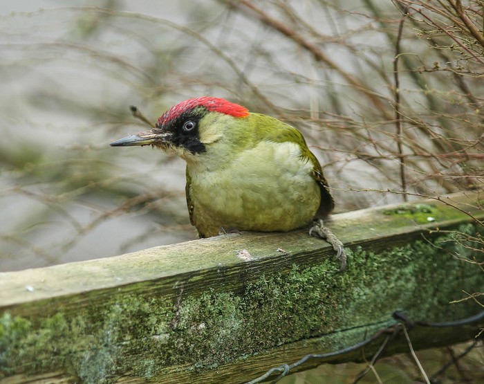 Green Woodpecker
