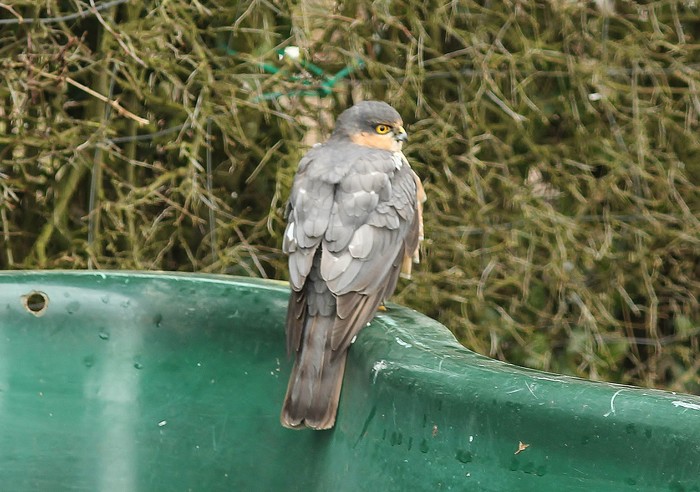 Sparrowhawk