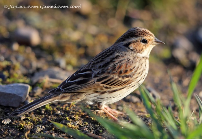 Little Bunting