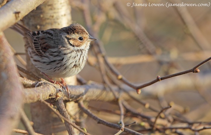 Little Bunting