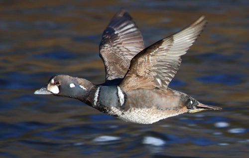 Harlequin Duck