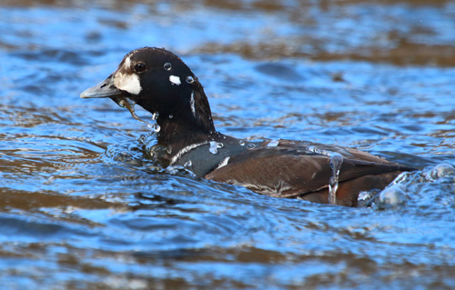 Harlequin Duck