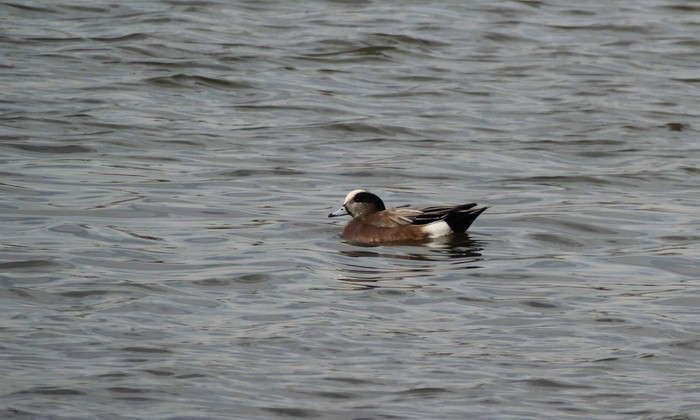 American Wigeon