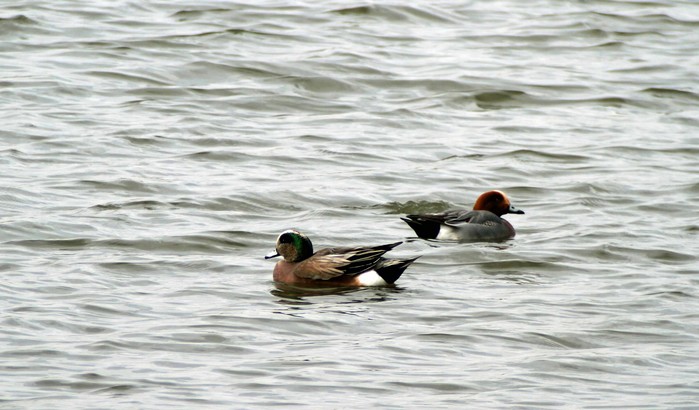 American Wigeon