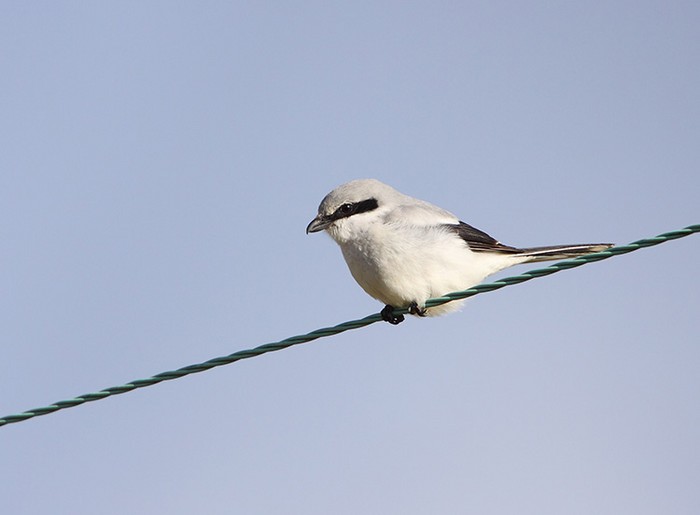 Great Grey Shrike