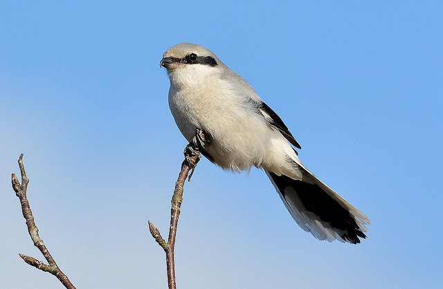 Great Grey Shrike