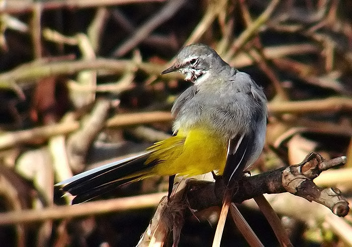 Grey Wagtail
