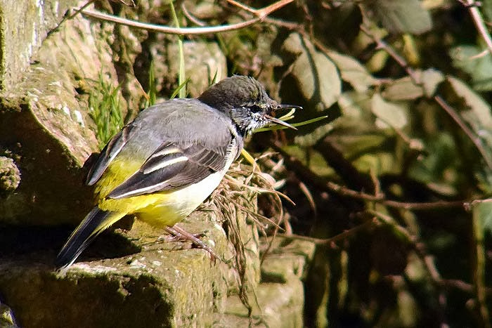 Grey Wagtail