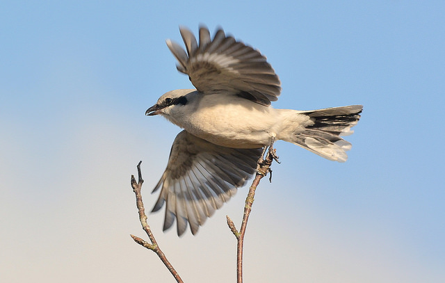 Great Grey Shrike