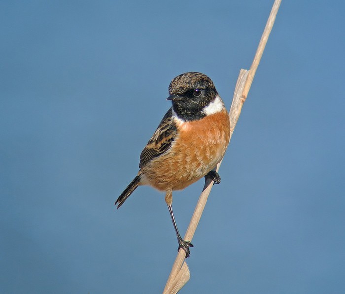 Stonechat