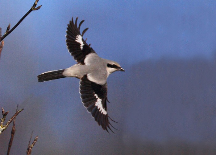 Great Grey Shrike
