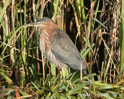 Green Heron