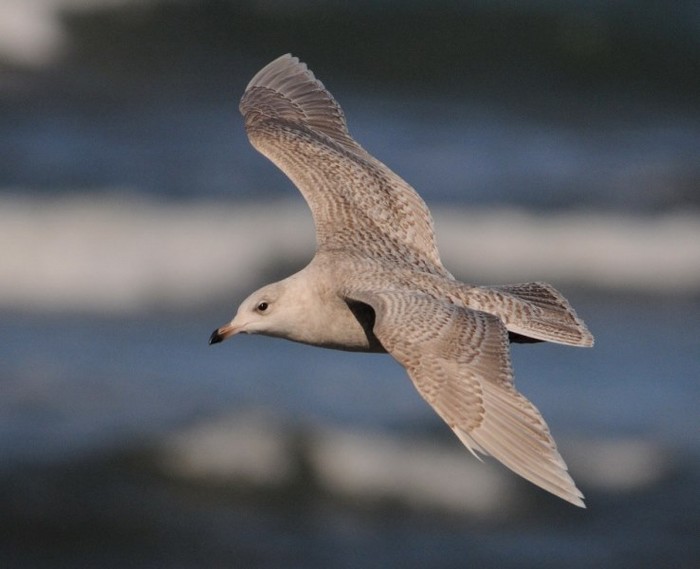 Iceland Gull