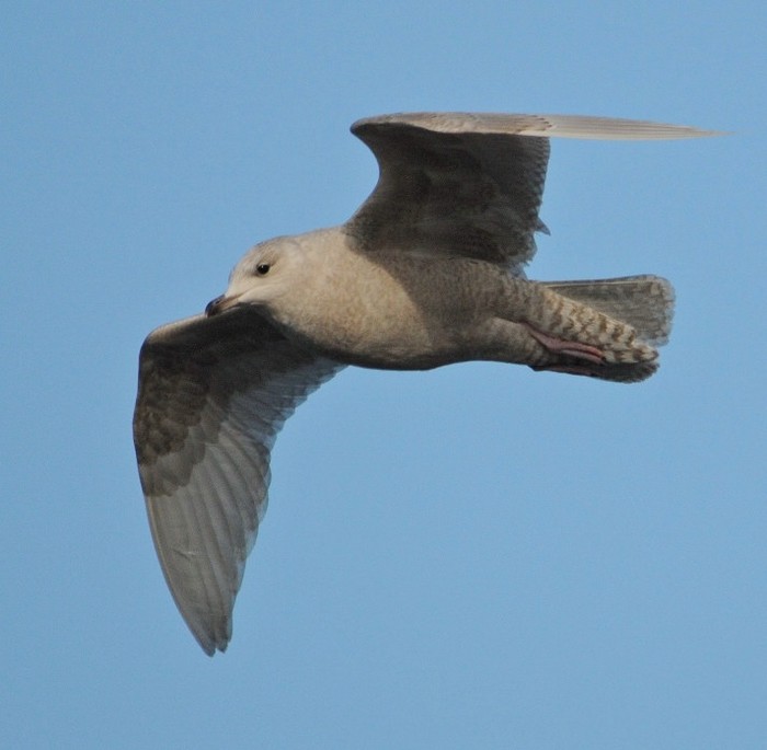Iceland Gull
