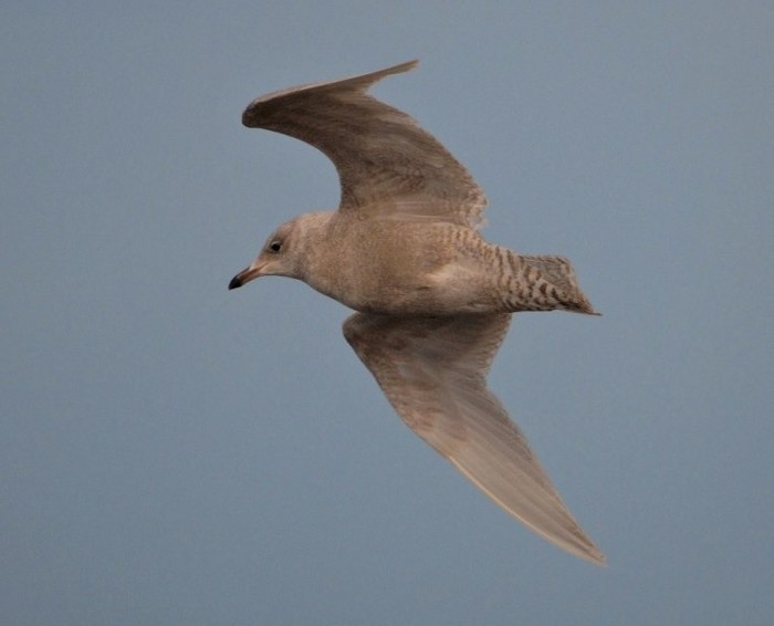 Iceland Gull
