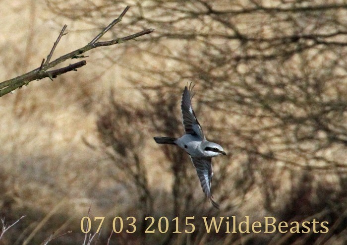 Great Grey Shrike