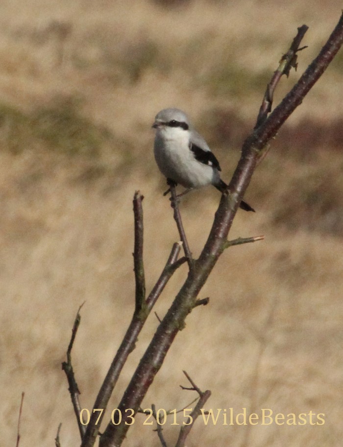 Great Grey Shrike