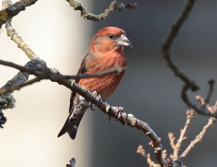 Crossbill