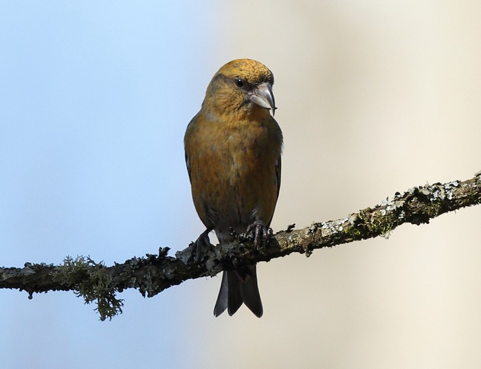 Crossbill