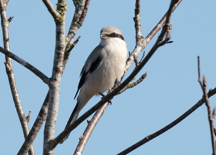 Great Grey Shrike