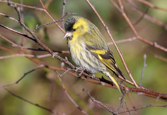 Siskin