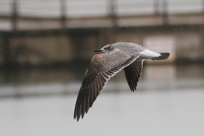 Laughing Gull