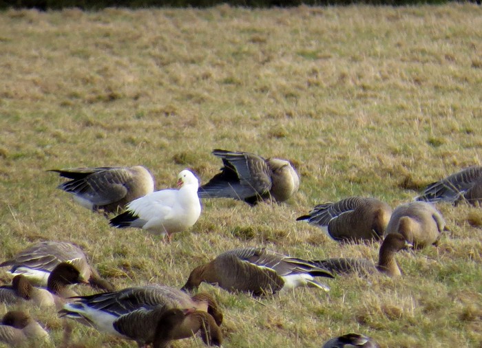 Ross's Goose
