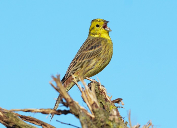 Yellowhammer