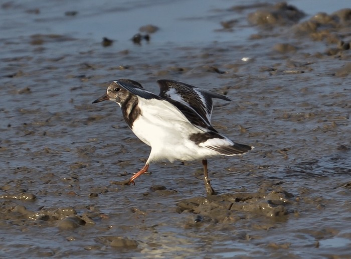 Turnstone