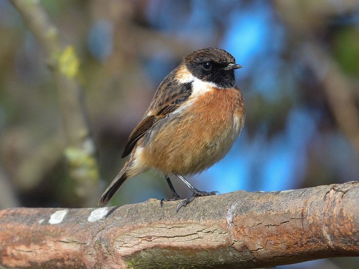 Stonechat