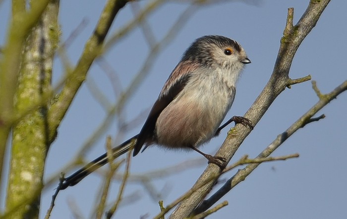 Long-tailed Tit