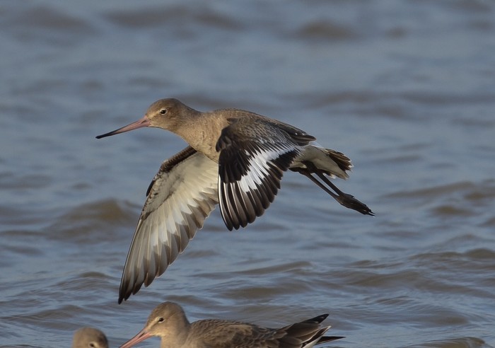 Black-tailed Godwit