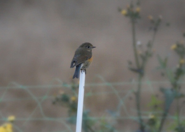 Red-flanked Bluetail