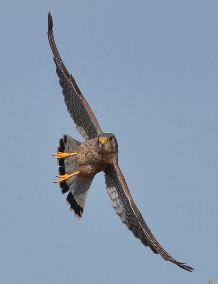Kestrel