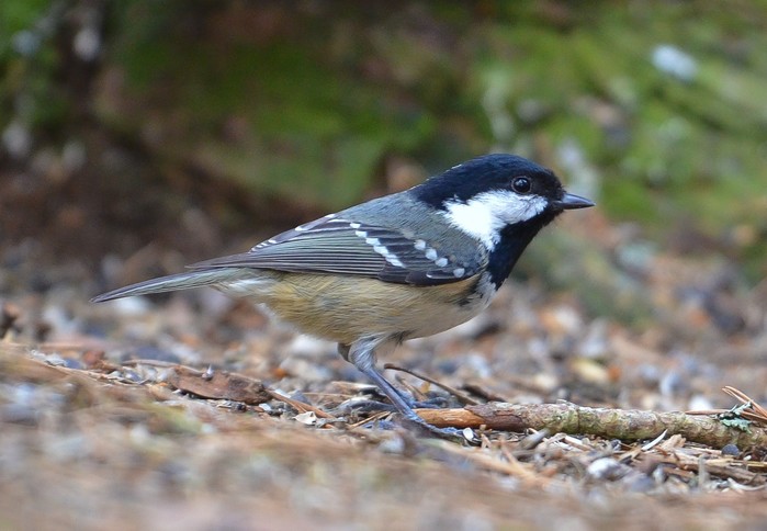 Coal Tit