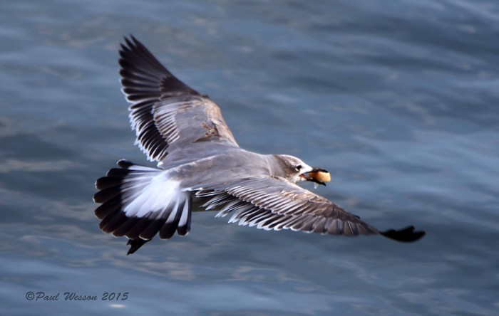 Laughing Gull