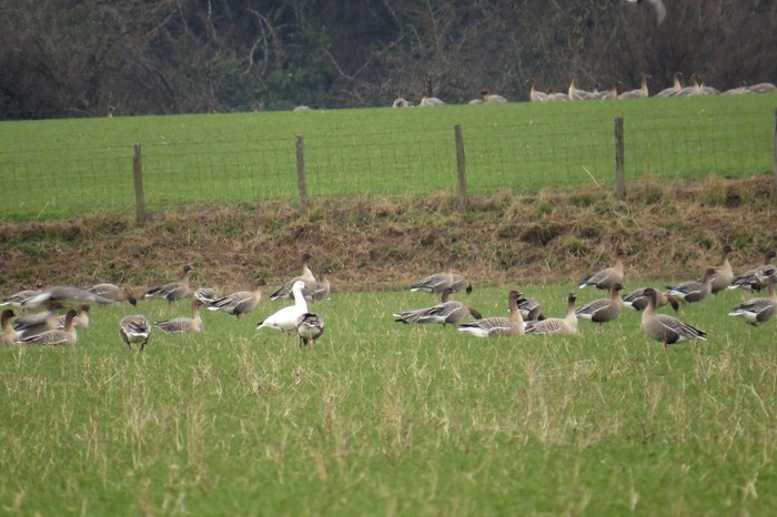 Ross's Goose