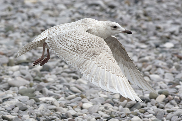 Iceland Gull