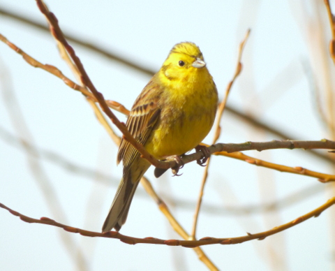 Yellowhammer