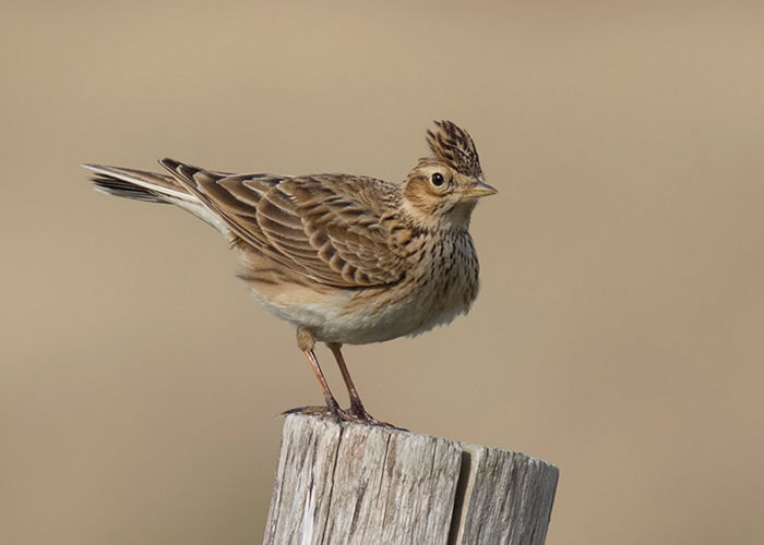 Skylark