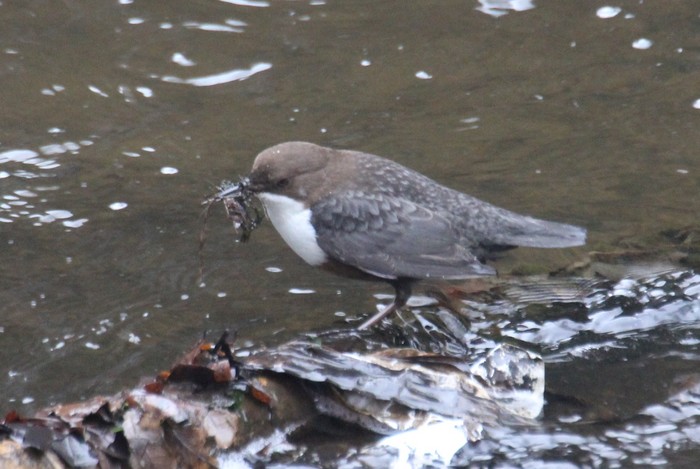 Dipper