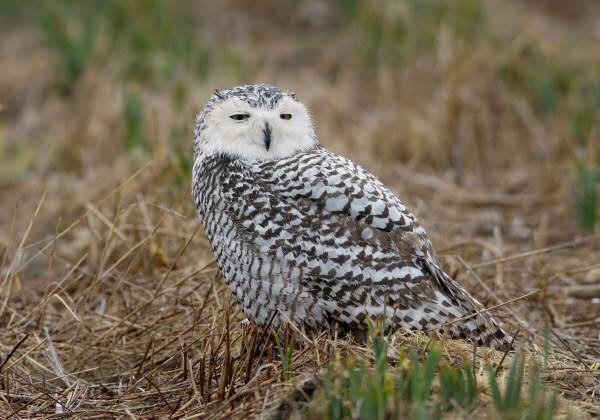 Snowy Owl