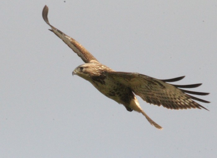 Buzzard
