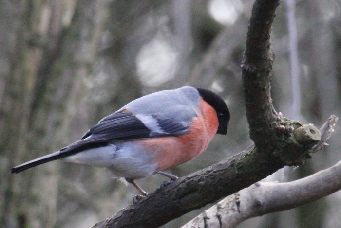 Bullfinch