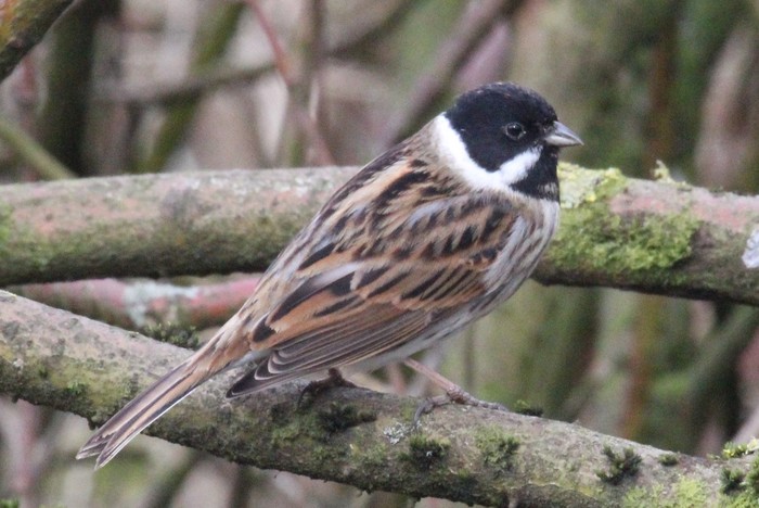 Reed Bunting