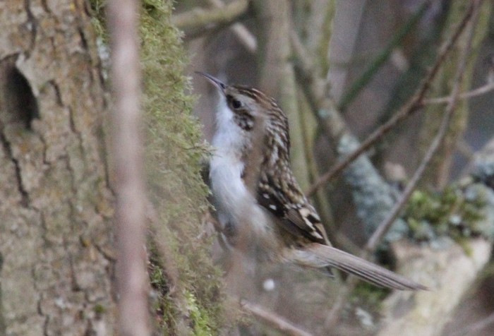 Treecreeper
