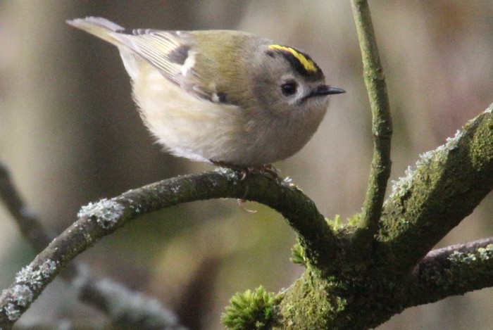 Goldcrest