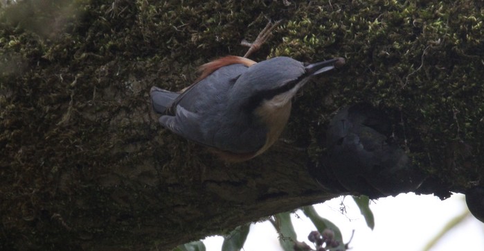 Nuthatch