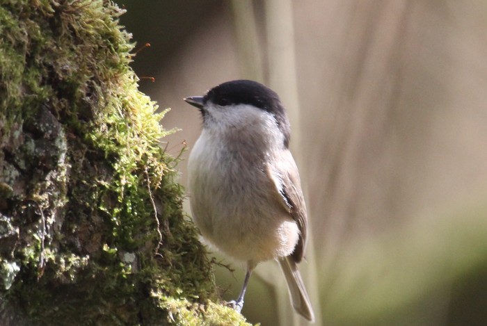 Marsh Tit