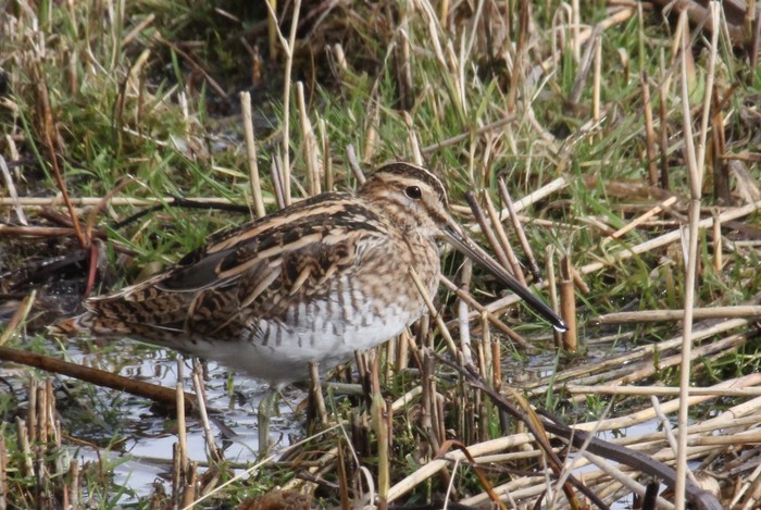 Snipe